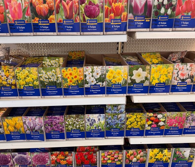 Blumenzwiebeln von Kiepenkerl! – Frisch eingetroffen