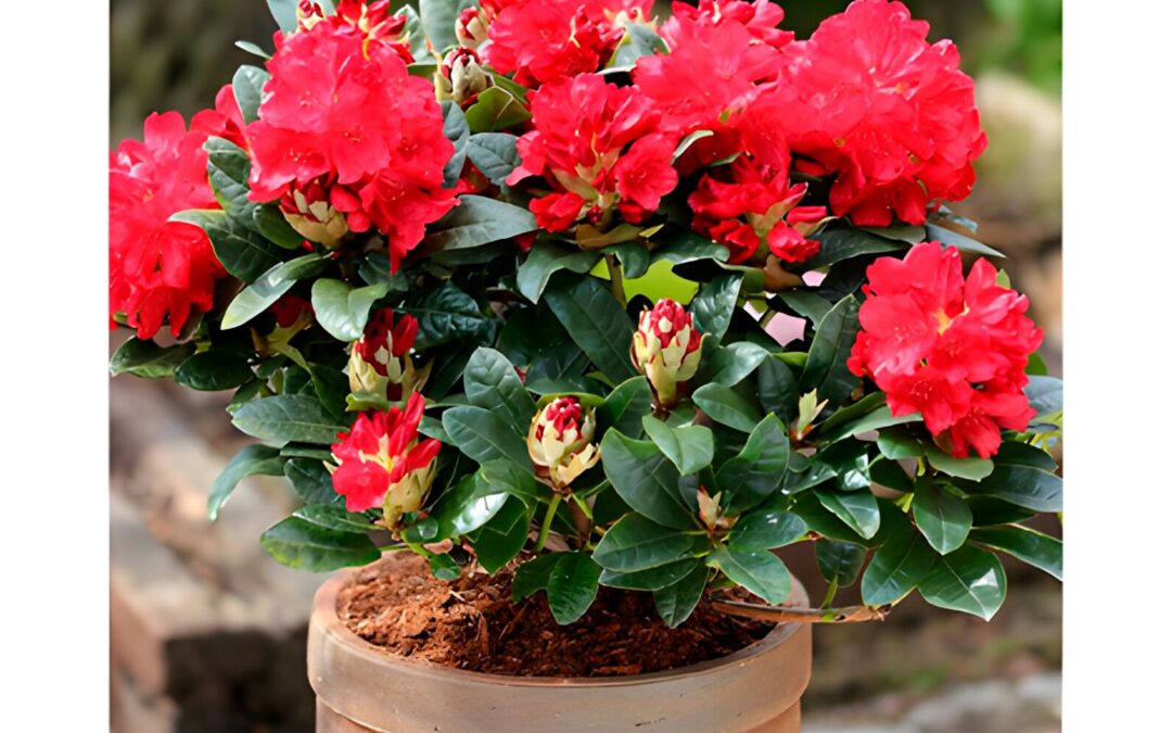 Rhododendron Hybriden in Sorten