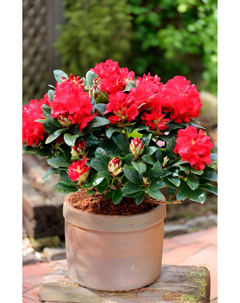 Rhododendron Hybriden in Sorten