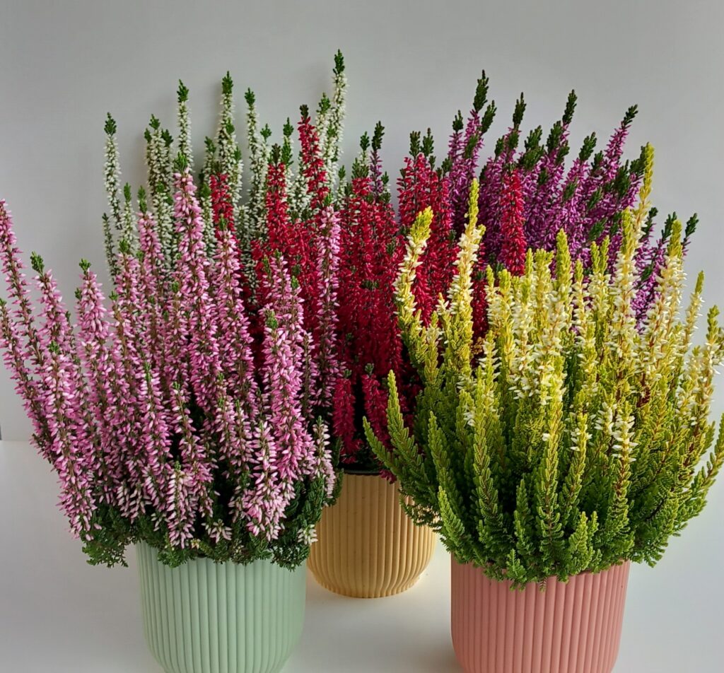 Calluna „Heidekraut“