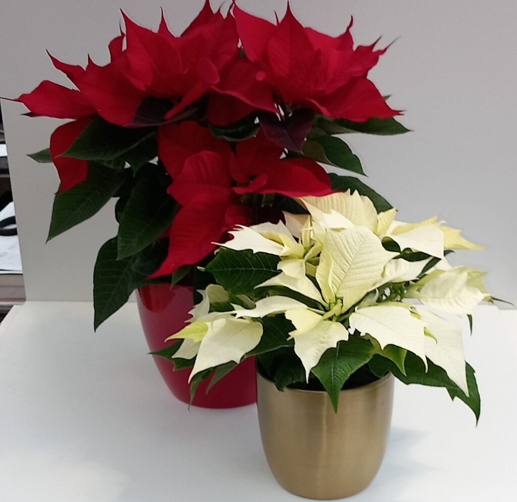 Weihnachtsstern (Poinsettia) – in verschiedenen Farben