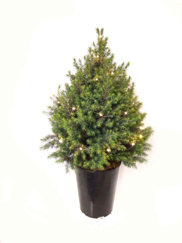 Zuckerhutfichte – der natürliche Weihnachtsbaum für Balkon, Terrasse und Eingangsbereich