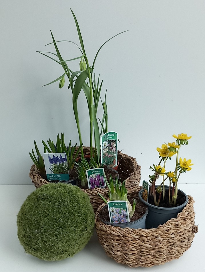 🌷 Getopfte Frühblüher-Zwiebeln ab T9 ab 1,99 €