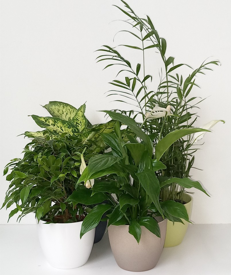 🌿 Große Auswahl an Grünpflanzen eingetroffen