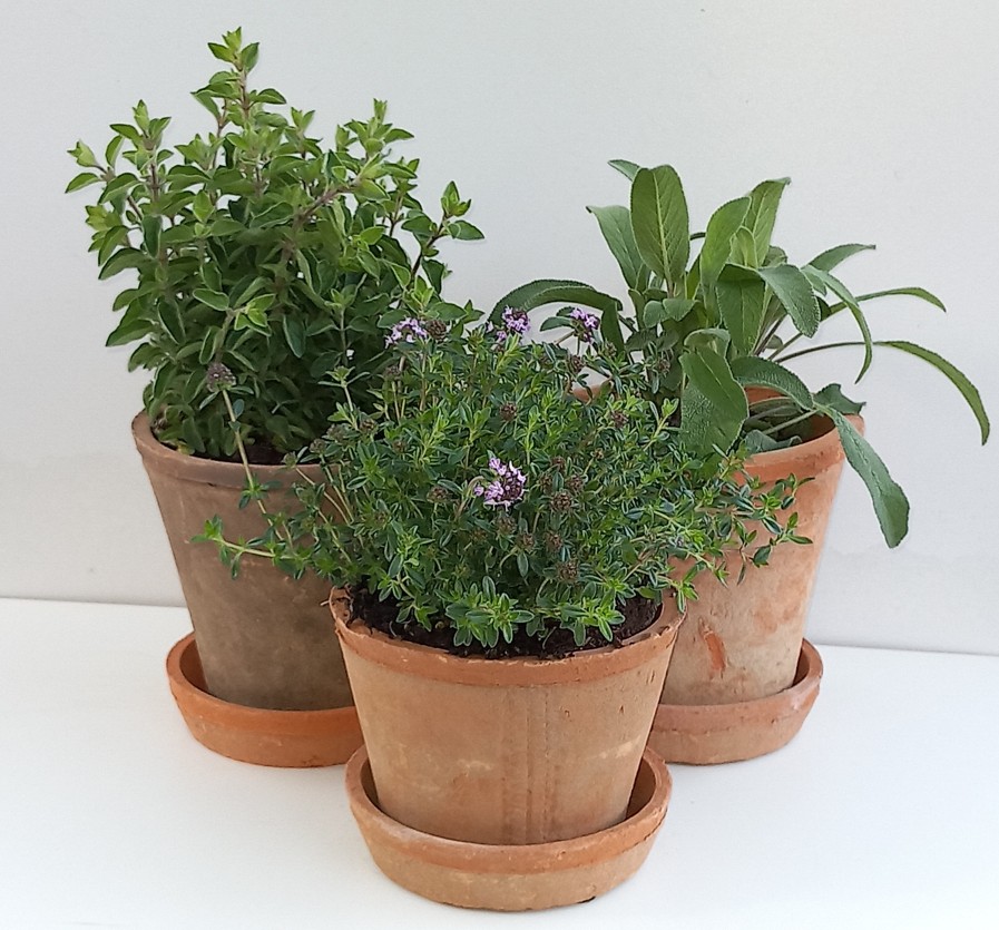🌿 Mediterrane Kräuter im 14-cm-Topf