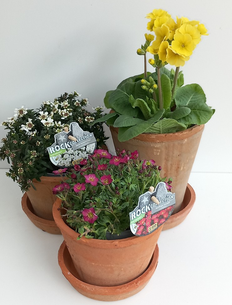 🌼 Stauden im 12-cm-Topf – ideal auch für den Steingarten