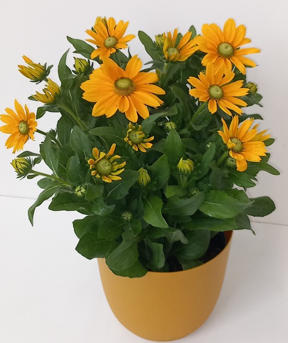 Sunbeckia® Sonnenhut – 5-Liter-Topf