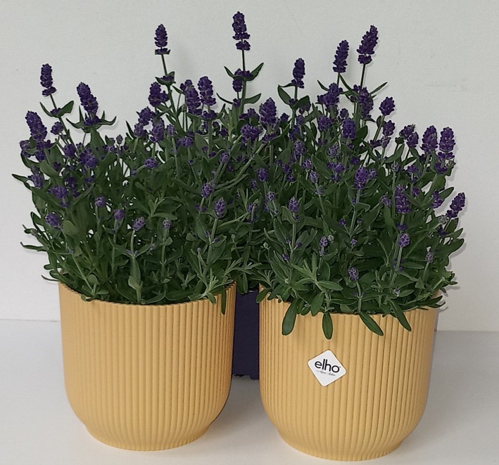 Lavendel „Blue Spear“