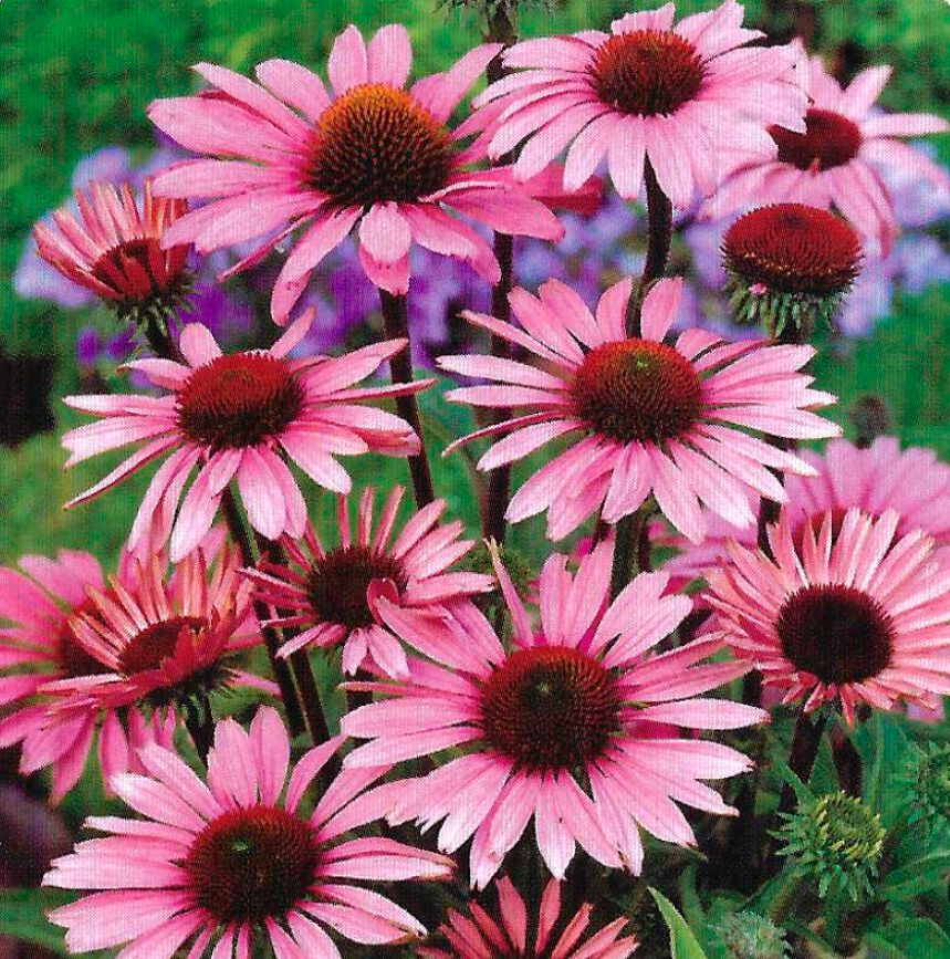 Sonnenhut Echinacea