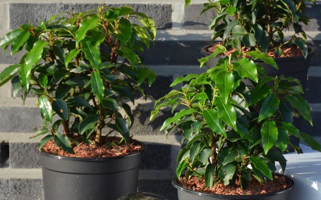 Portugiesischer Kirschlorbeer „Prunus lusitanica“