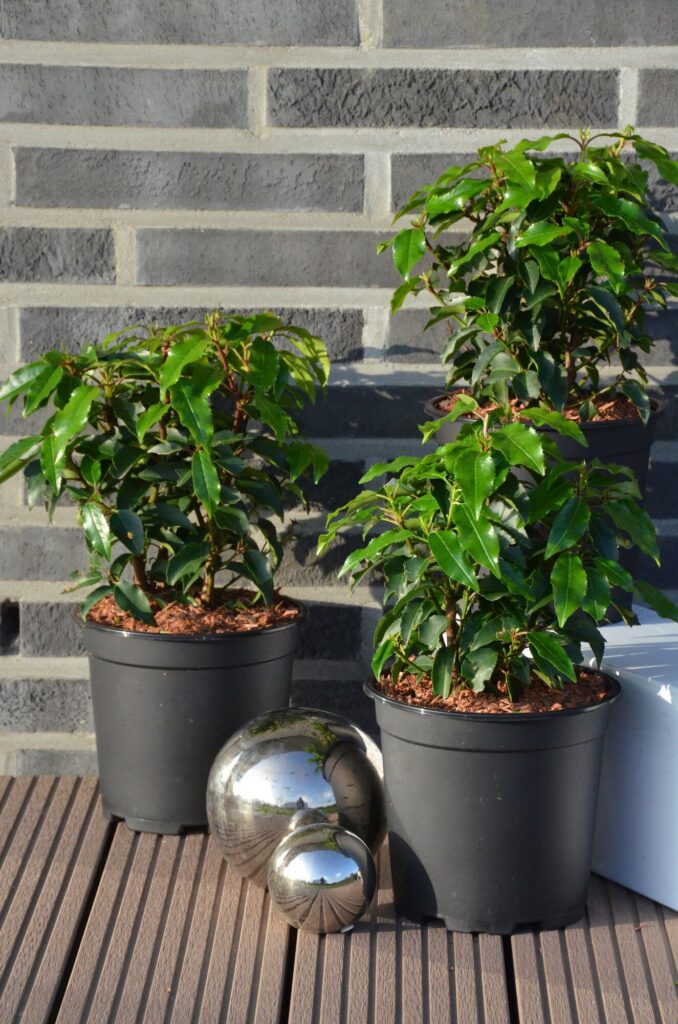 Portugiesischer Kirschlorbeer „Prunus lusitanica“